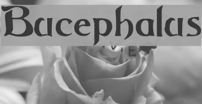 Bucephalus Шрифта examples