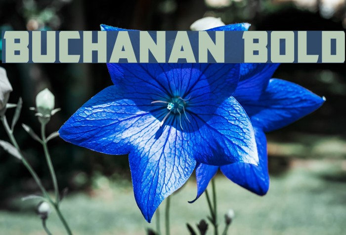 Buchanan Bold Example 1