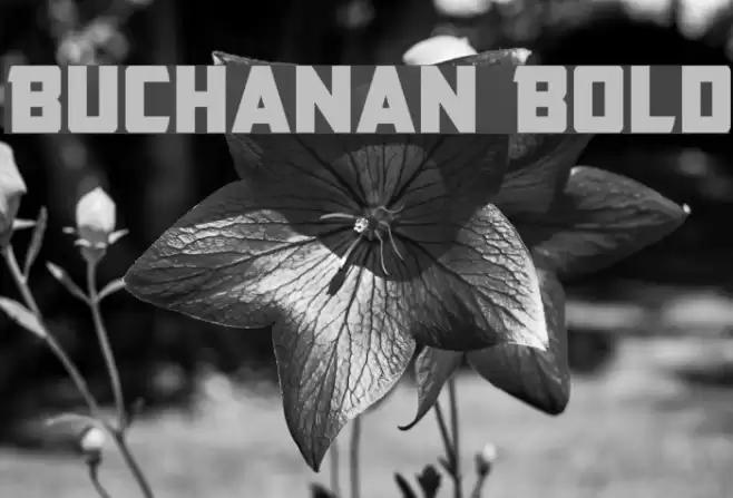 Buchanan Bold Font examples