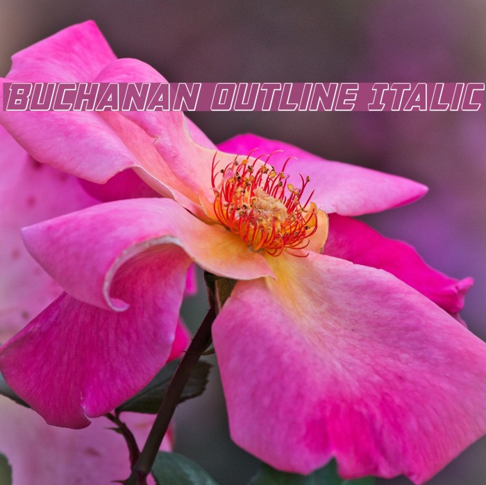 Buchanan Outline Italic Font examples
