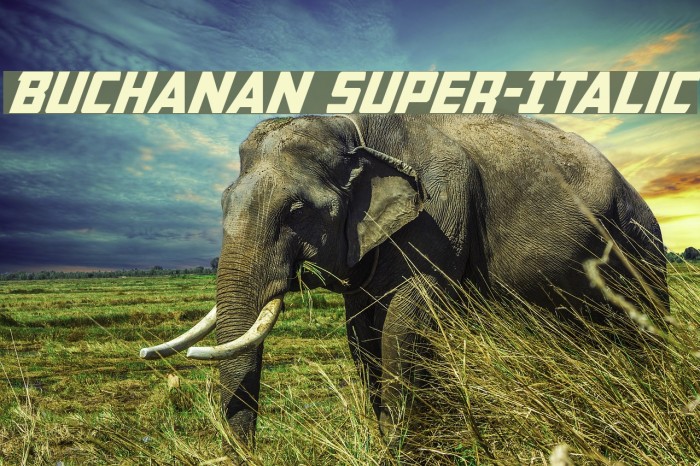 Buchanan Super-Italic Example 2