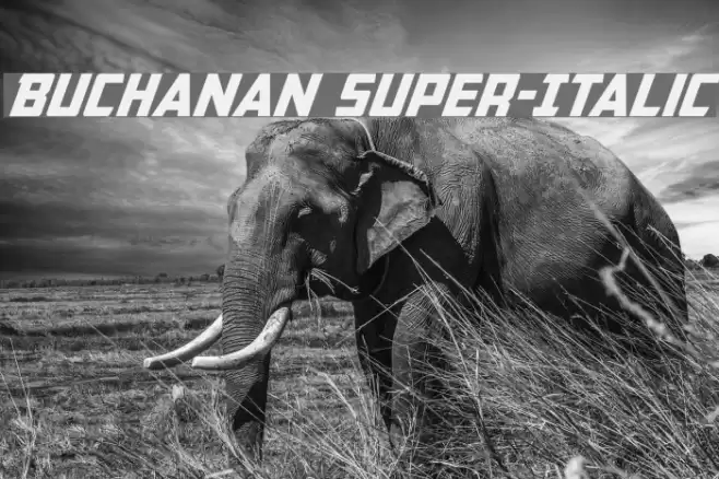 Buchanan Super-Italic Font examples