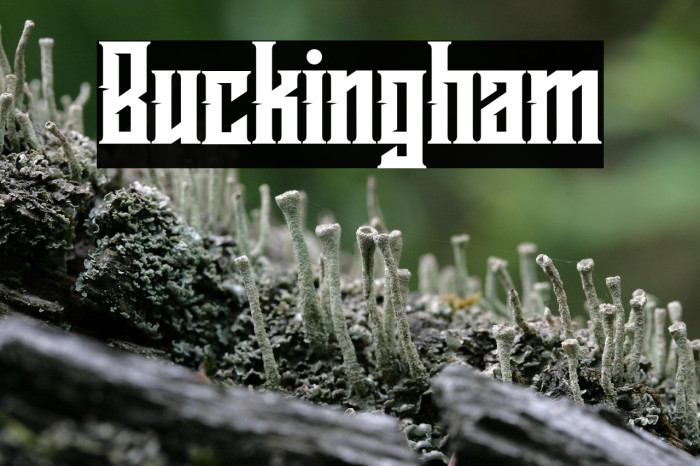 Buckingham Example 1