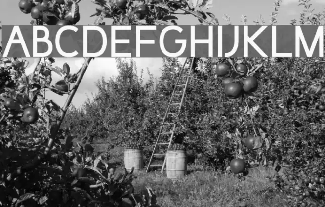 BuckoStd Font examples