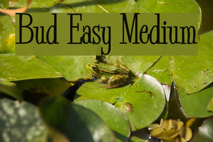 Bud Easy Medium Polices examples
