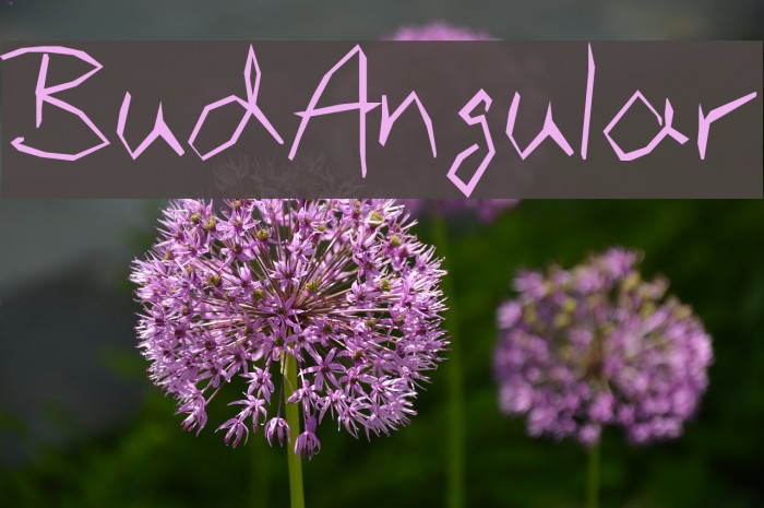 BudAngular Font examples