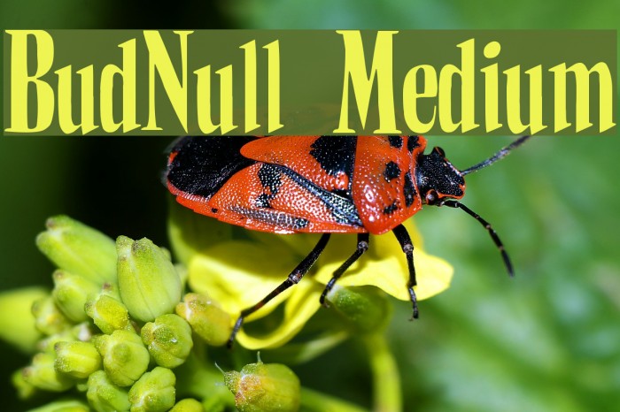 BudNull Medium Font examples