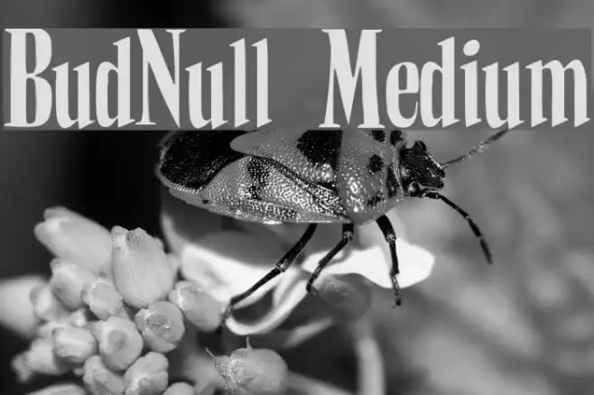 BudNull Medium Example 3