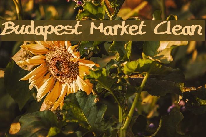 Budapest Market Clean Font examples