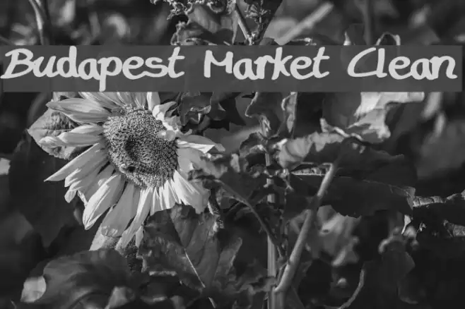 Budapest Market Clean Example 2