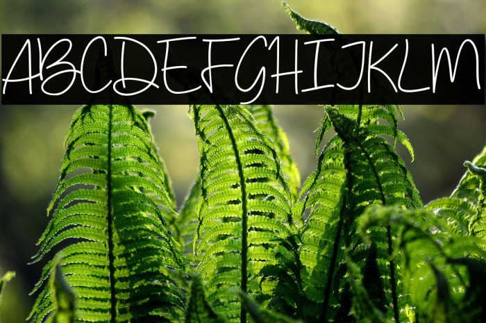 Budayut-Regular Example 2