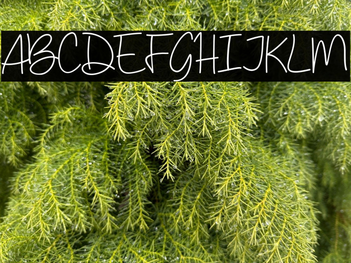 Budayut-Regular Example 3