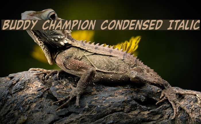 Buddy Champion Condensed Italic Шрифта examples
