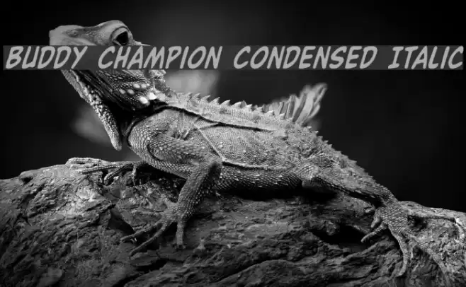 Buddy Champion Condensed Italic Font examples