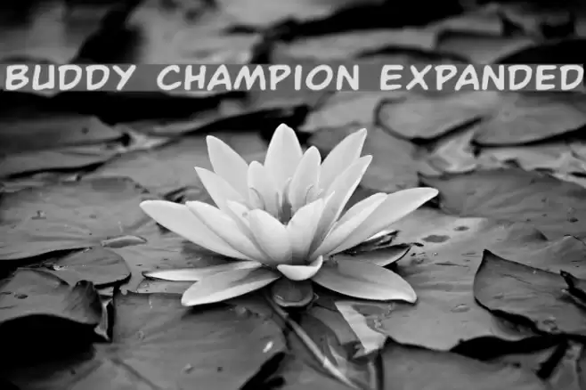 Buddy Champion Expanded Font examples