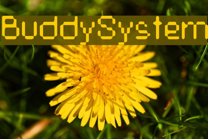 BuddySystem Font examples
