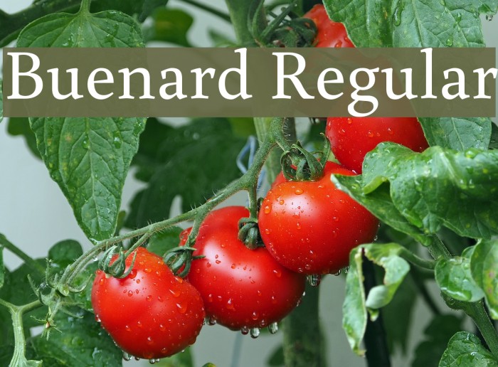 Buenard Regular Font examples