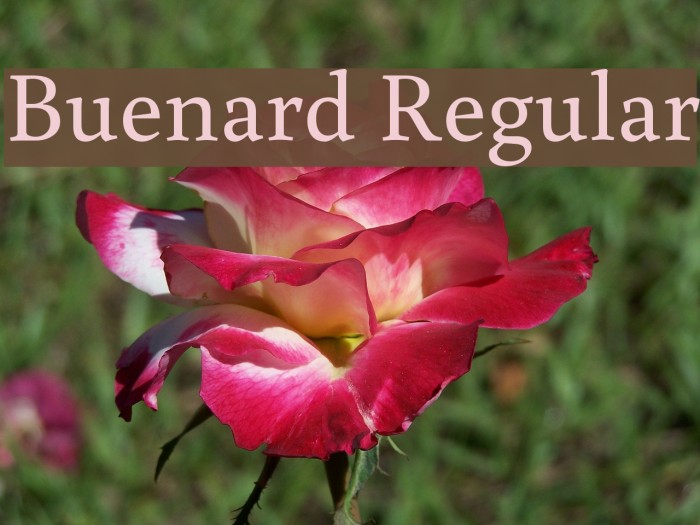 Buenard Regular Font examples