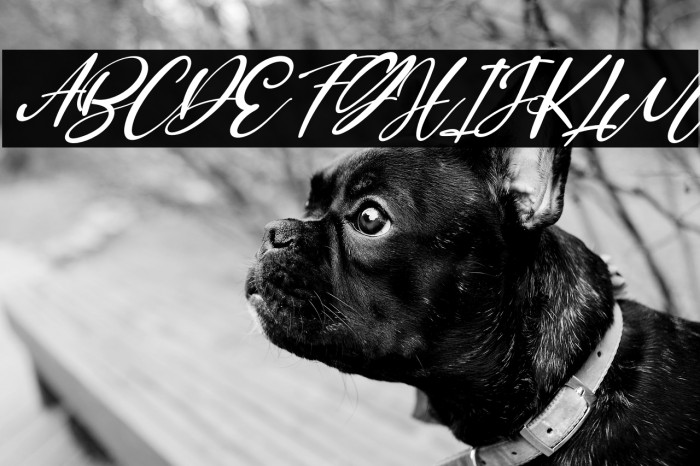 Buffallow Italic Example 1