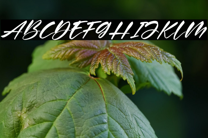 Buffalo Italic Example 3