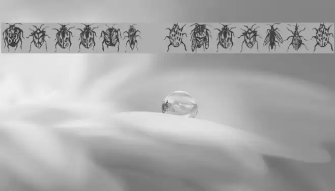 Buggys Regular Font examples