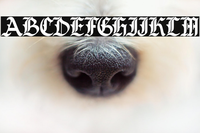 BughedsDEMO-Regular Example 1