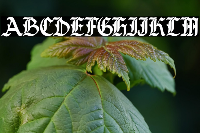 BughedsDEMO-Regular Example 2