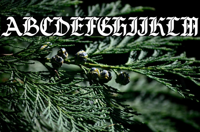 BughedsDEMO-Regular Example 3