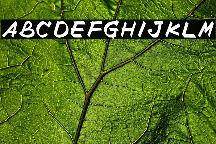 Buitenzorg Example 2