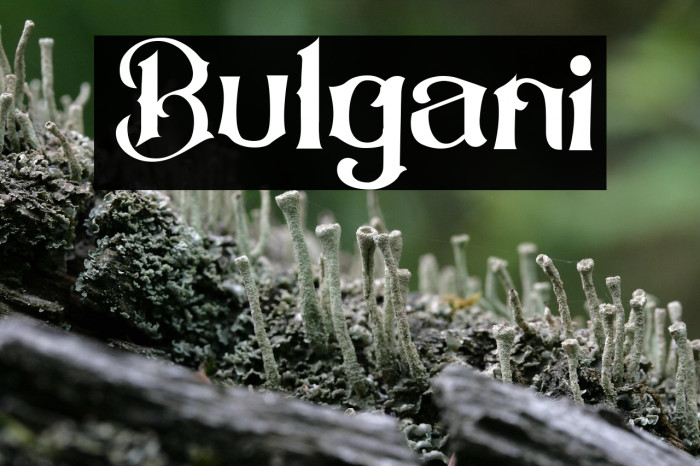 Bulgani Example 2
