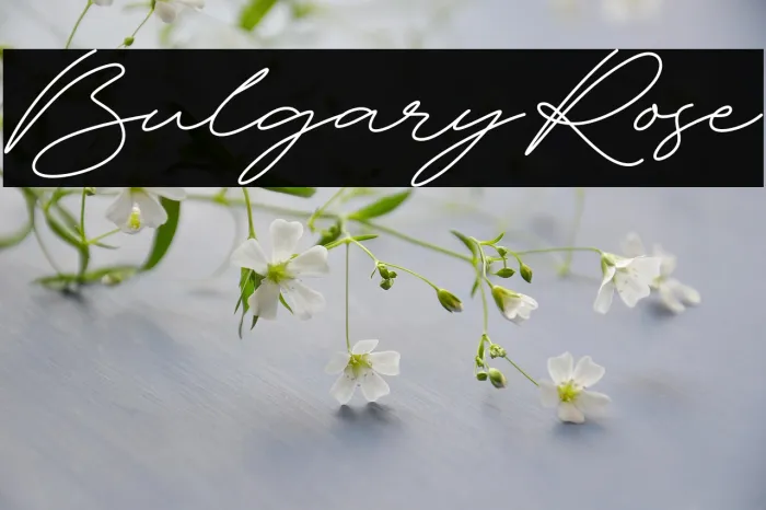 Bulgary Rose Example 3