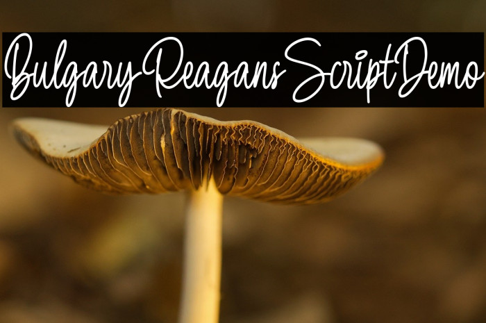 BulgaryReagansScriptDemo Example 1