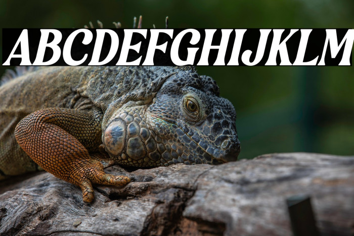 Bulgeria Italic Example 2