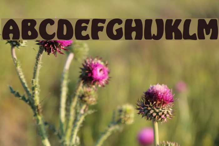 Bulka Font examples