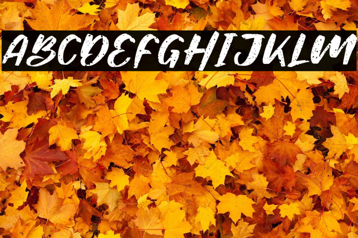 Bulkies Regular Example 2