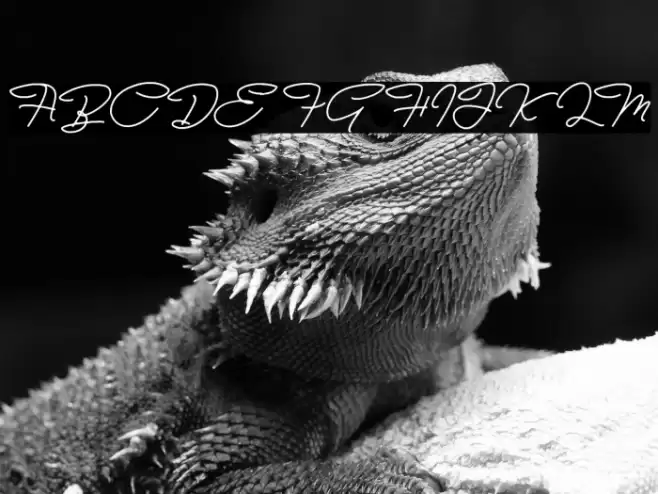 Bull Stander Free Demo Font examples