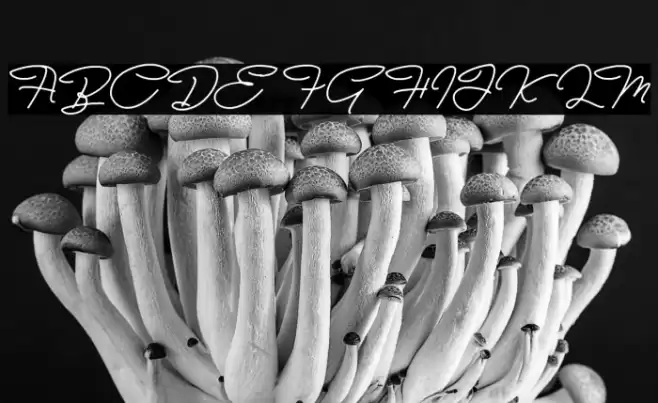 Bull Stander Free Demo Font examples