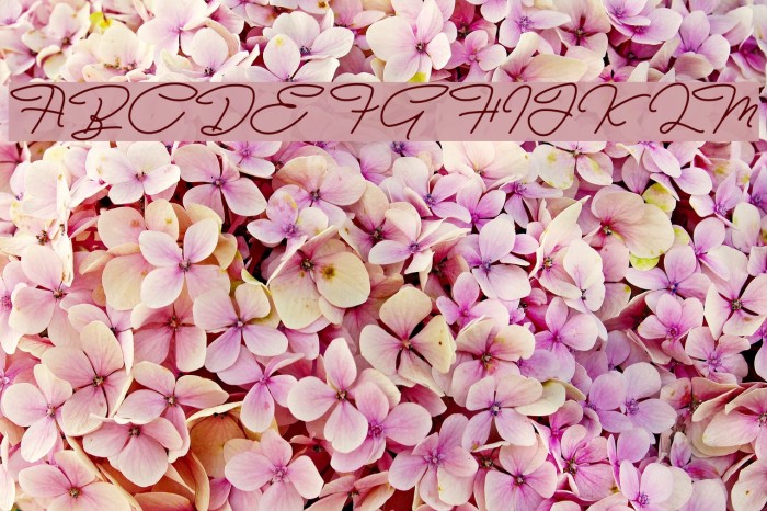 Bull Stander Free Demo Font examples