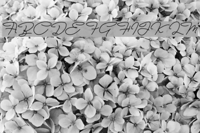 Bull Stander Free Demo Font examples