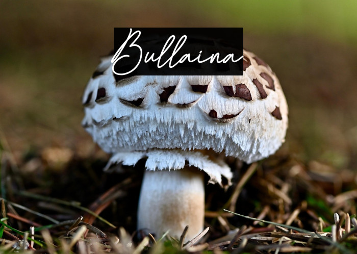 Bullaina Example 3