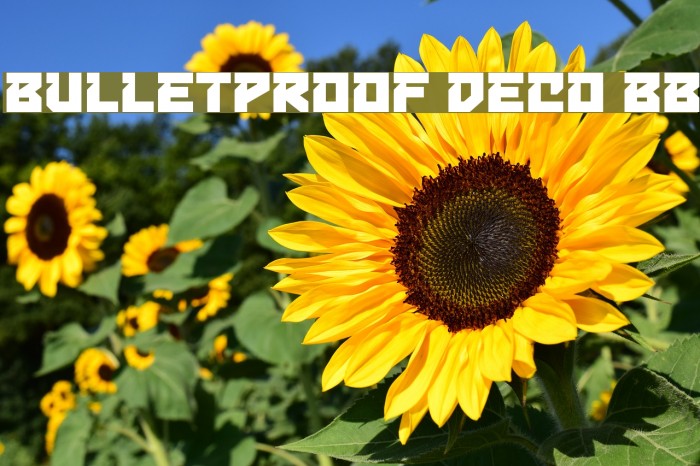 Bulletproof Deco BB Example 1