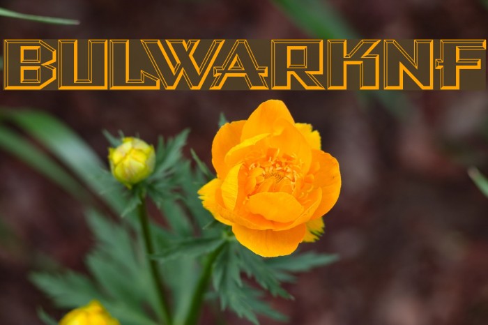 BulwarkNF Font examples