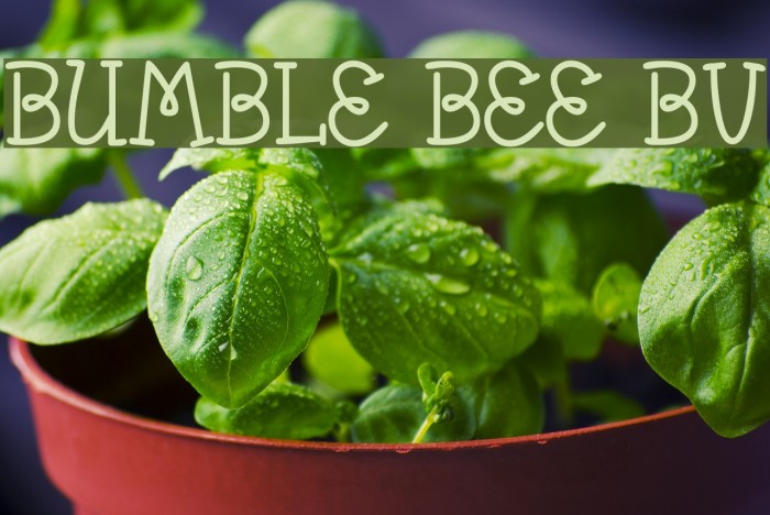 Bumble Bee BV Font examples