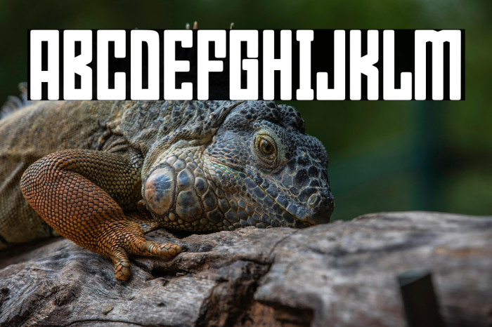 Bumpers 02 Regular Example 1