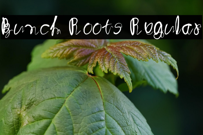 Bunch Roots Regular Example 3