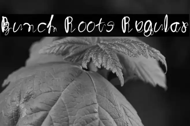 Bunch Roots Regular Example 3