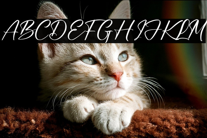 Bundaria خط examples