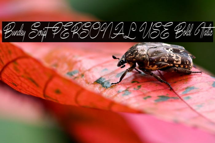 Bundey Script PERSONAL USE Bold Italic Example 2