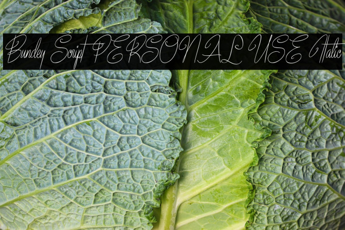 Bundey Script PERSONAL USE Italic Example 1