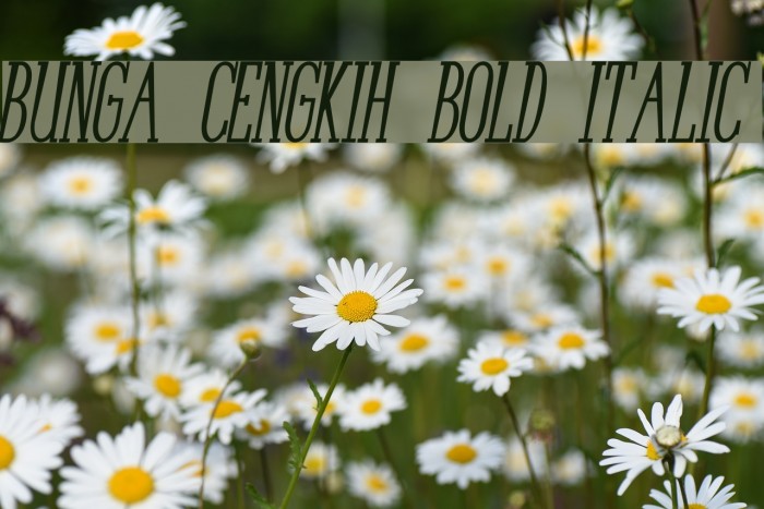 Bunga Cengkih Bold Italic Font examples